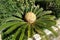 Head of a Sago Palm Tree