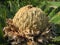 Head of a Sago Palm Tree Cycas revoluta