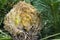 Head of a Sago Palm Tree Cycas revoluta