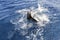 Head of sailfish in the spray of water is trying to get free from the hook