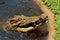 Head of saltwater crocodile Crocodylus porosus