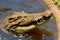 Head of saltwater crocodile Crocodylus porosus