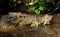 Head of Saltwater crocodile in water