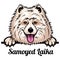 Head Samoyed Laika - dog breed. Color image of a dogs head isolated on a white background