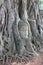 Head of Sandstone Buddha overgrown by Banyan Tree,