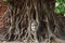 Head of sandstone Buddha in roots of Bodhi tree