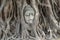 Head of Sandstone Buddha in The Tree Roots