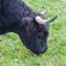 Head of scottish highland beef calf grazing in green grass