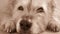 Head of a scruffy dog lying down in sepia