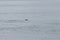 head of sealion peeking above the water