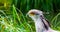 The head of a secretary bird in closeup, vulnerable animal specie from the desert of africa