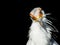 Head of Secretary bird front