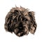 Head shaggy dog