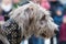 Head of a shaggy wolfhound