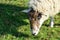 Head of a sheep feeding