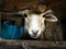 Head of a sheep looking to the front thru a wodden fence in a rural house of JardÃ­n