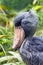 Head of shoebill (side view)