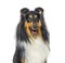 Head shoit of a Rough Collie dog panting, isolated
