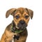 Head shot of an alert puppy crossbreed dog wearing a green collar and an empty identification tag
