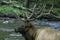 Head shot of an antlered Elk crossing a creek.