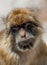 Head shot of a Barbary macaque ape