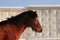 Head shot of a bay ride deutsch pony portrait with winter fur an