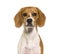 Head shot of beagles dog facing at camera,