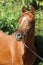 Head shot of a beautiful arabian stallion at farm