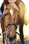 Head shot of a beautiful brown horse wearing bridle in the pinfold