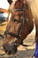 Head shot of a beautiful brown horse wearing bridle in the pinfold