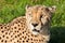 Head Shot of Beautiful Cheetah in Afternoon Sun