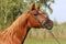 Head shot of a beautiful curious arabian stallion