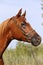 Head shot of a beautiful curious arabian stallion against blue sky