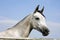 Head shot of a beautiful horse against blue sky background