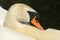 A head shot of a beautiful male Mute Swan Cygnus olor swimming in a river.