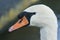 A head shot of a beautiful Mute Swan, Cygnus olor, swimming on a lake.