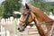 Head shot of a beautiful purebred show jumper horse in action