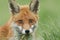 A head shot of a beautiful Red Fox Vulpes vulpes with a mouth full of grass and food.