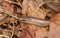 A head shot of a beautiful Slow worm Anguis fragilis poking its head out of leaves on the ground.