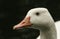 A head shot of a beautiful wild Domestic goose Anser anser domesticus or Anser cygnoides domesticus swimming in a river.