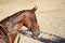 Head shot of a beautiful young racehorse during training