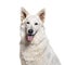 Head shot of a Berger Blanc Suisse panting, isolated