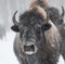 Head shot of a bison during a winter storm