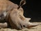 Head shot of a black rhino sleeping in kenya