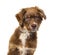 Head shot brown Australian shepherd dog looking at camera