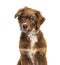 Head shot brown Australian shepherd dog looking at camera