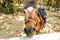 Head shot of a brown horse in a fenced paddock