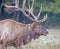 Head shot of bull Elk, with massive antlers in green grass.