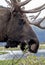 Head shot of a Bull Moose feeding on green twigs.