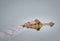 Head shot of a Caiman swimming